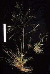 Image: K.A. Ford © Landcare Research 2015 